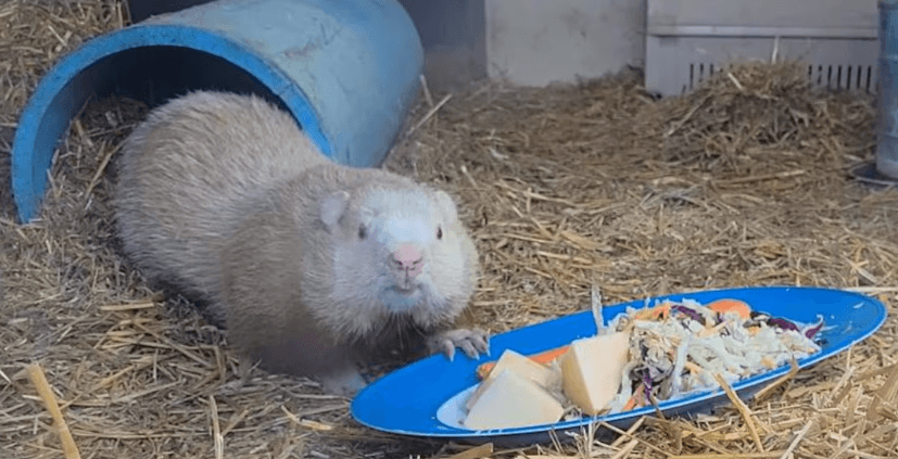 Mouse with Cheese