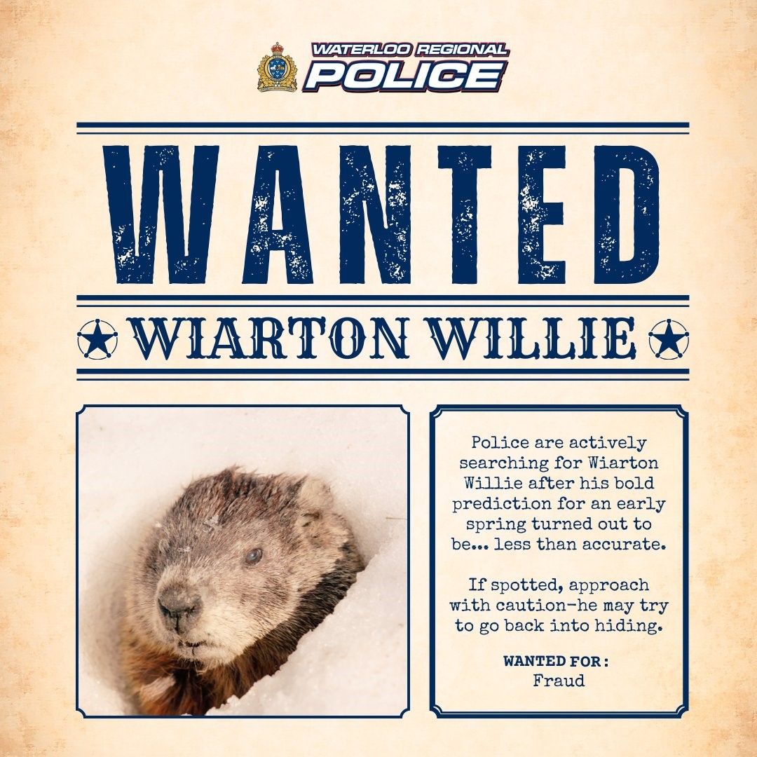 Wanted Wiarton Willie